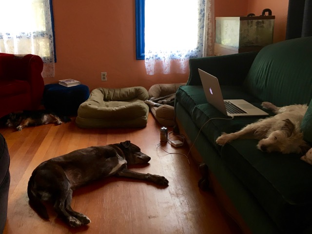 four dogs, all sleeping