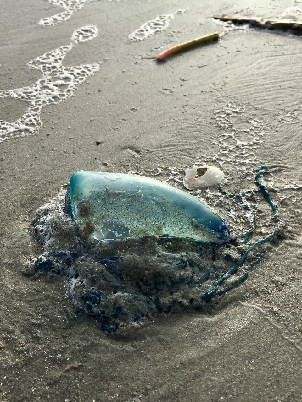 a jellyfish washed up on the beach