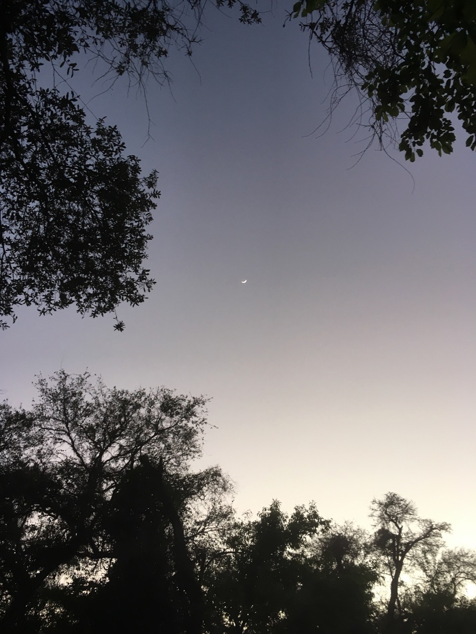 A crescent moon through trees