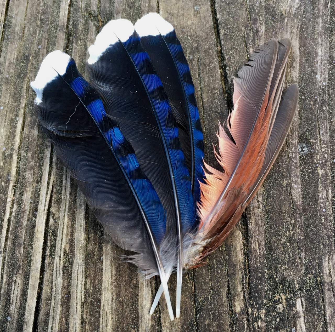 blue jay and cardinal feathers
