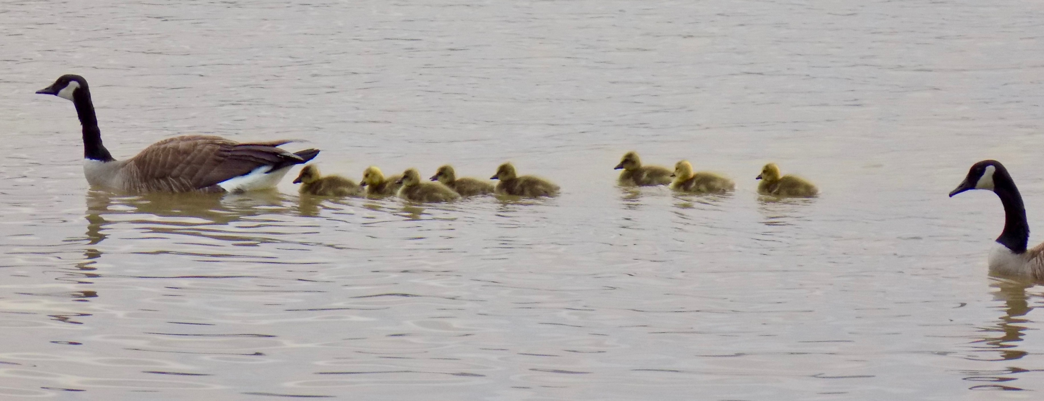 Canadian geese and goslings