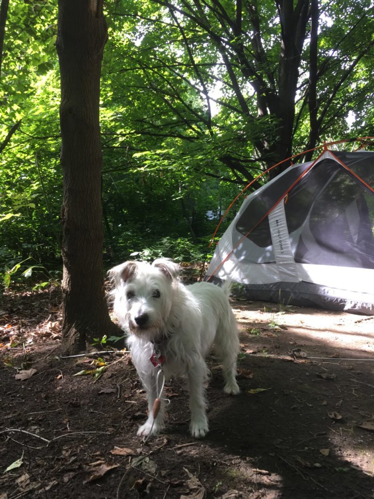 a beautiful Jack Russell terrier next to a tent