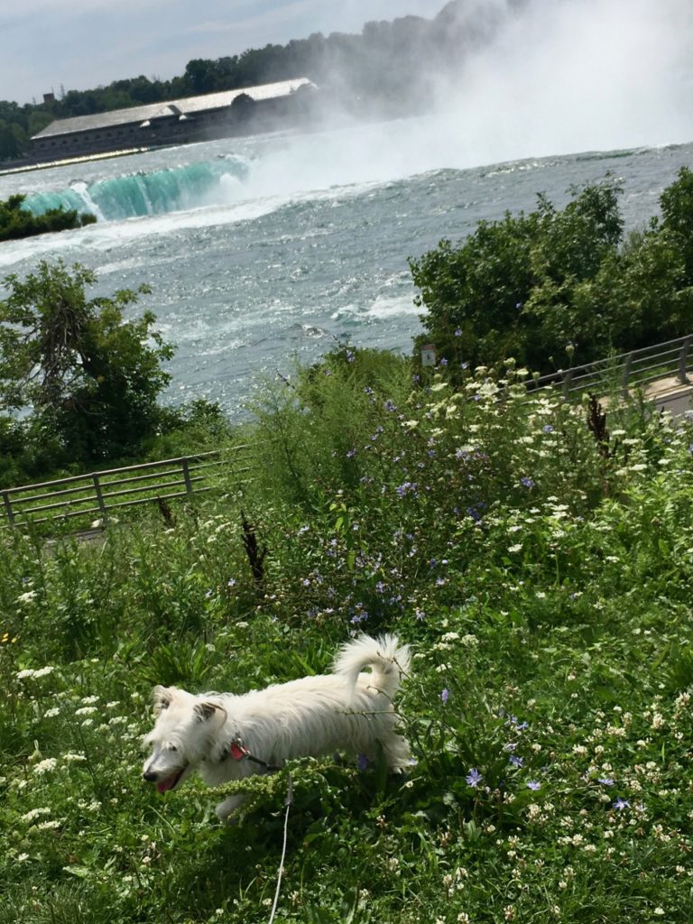 Zelda in a field of wildflowers in front of edge of Niagara Falls