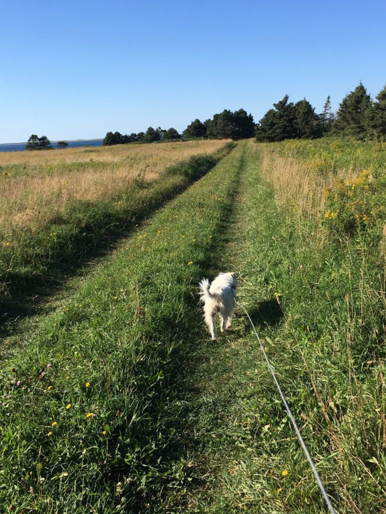 dog in field, ocean in distance