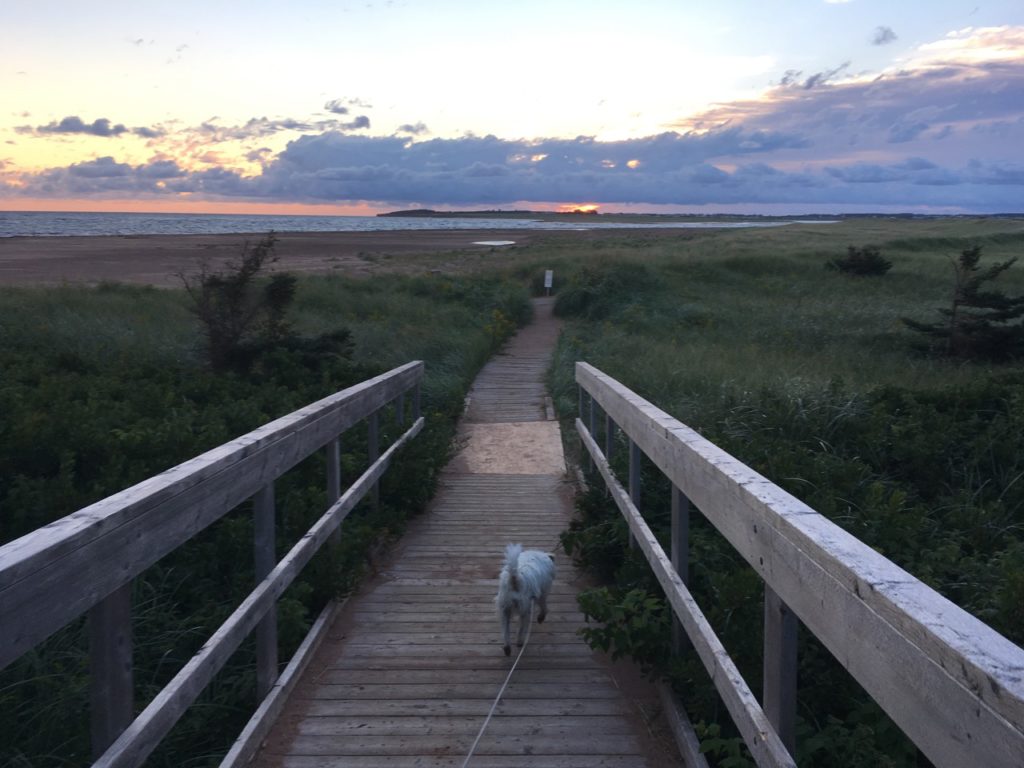a beach path at sunrise