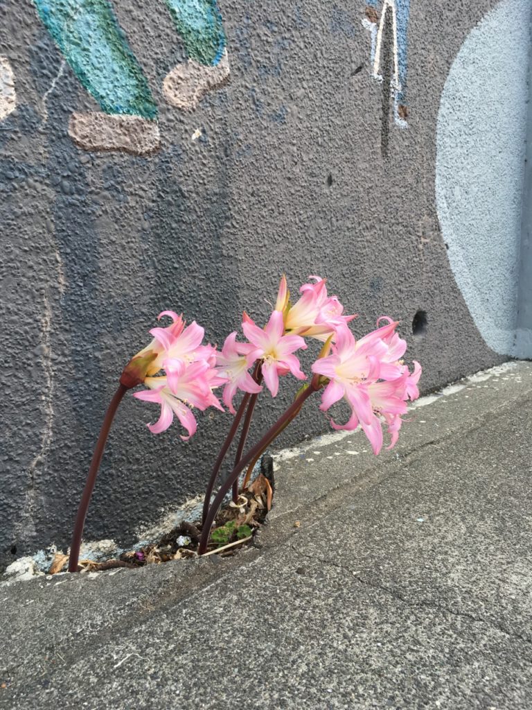 flowers growing from concrete