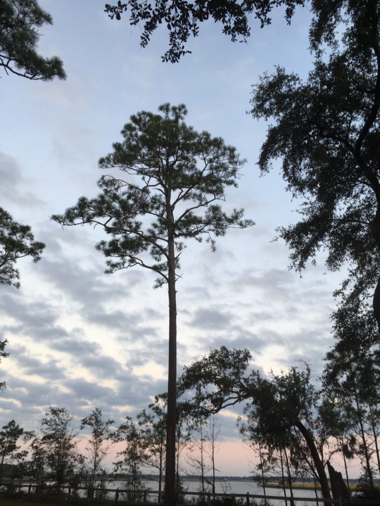 The sky at Crooked River State Park, Georgia