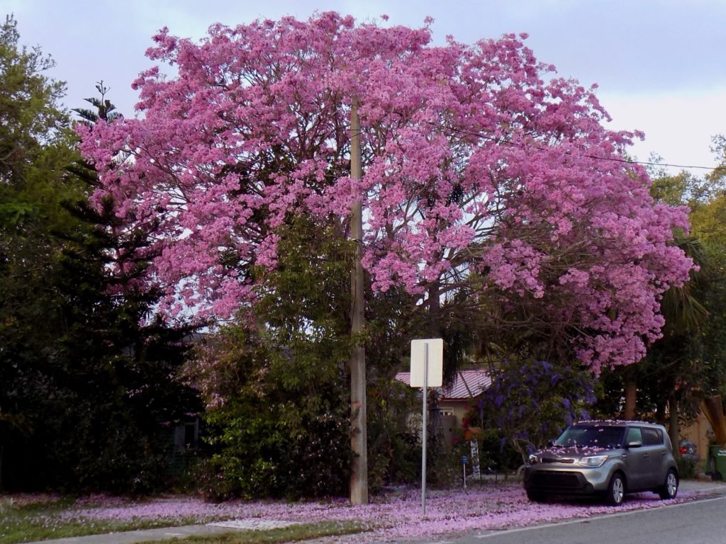A flowering tree in Sarasota
