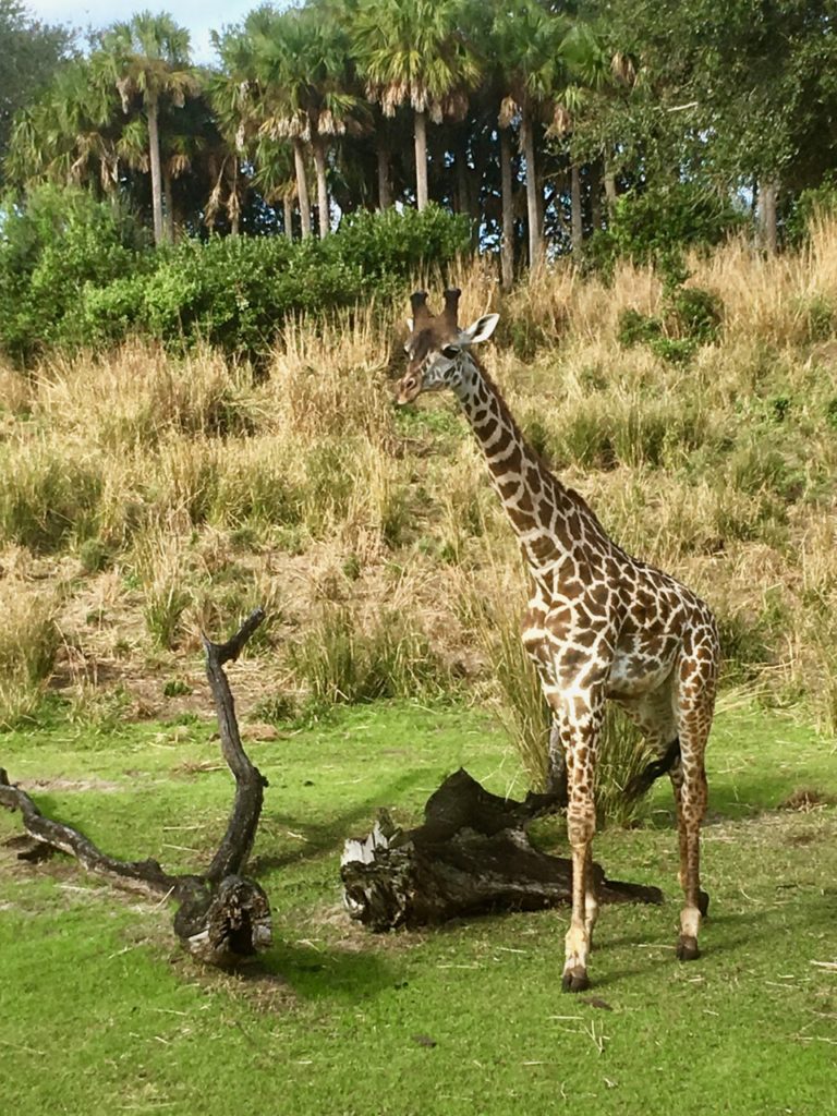 Giraffe at Animal Kingdom