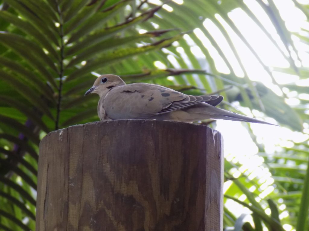 some sort of dove