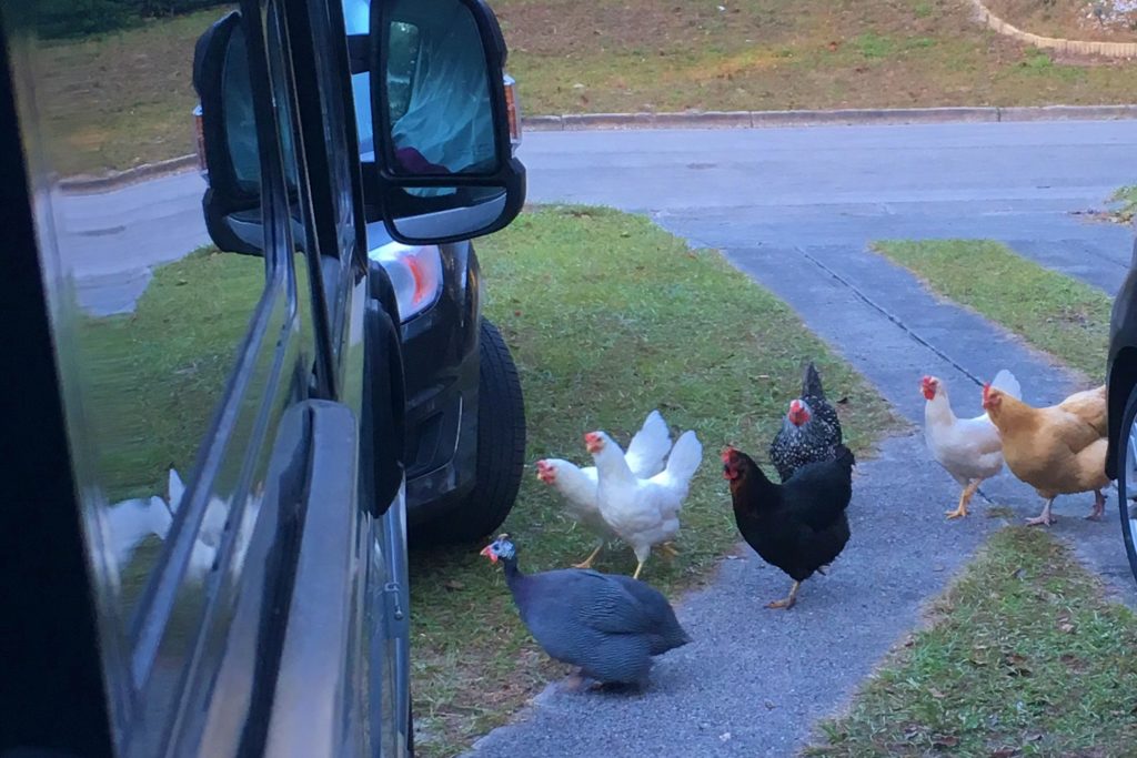 the neighbor's chickens