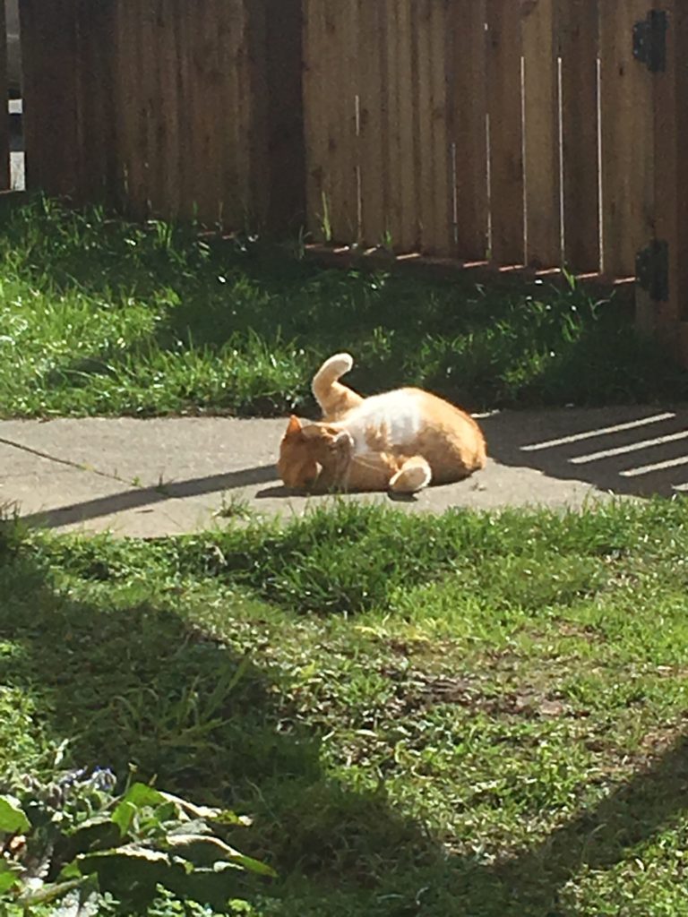 orange cat appreciating sunshine