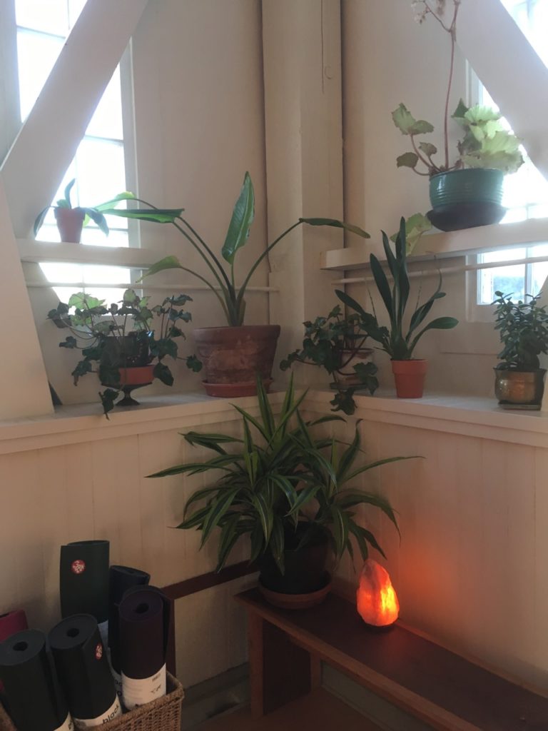 plants in a corner