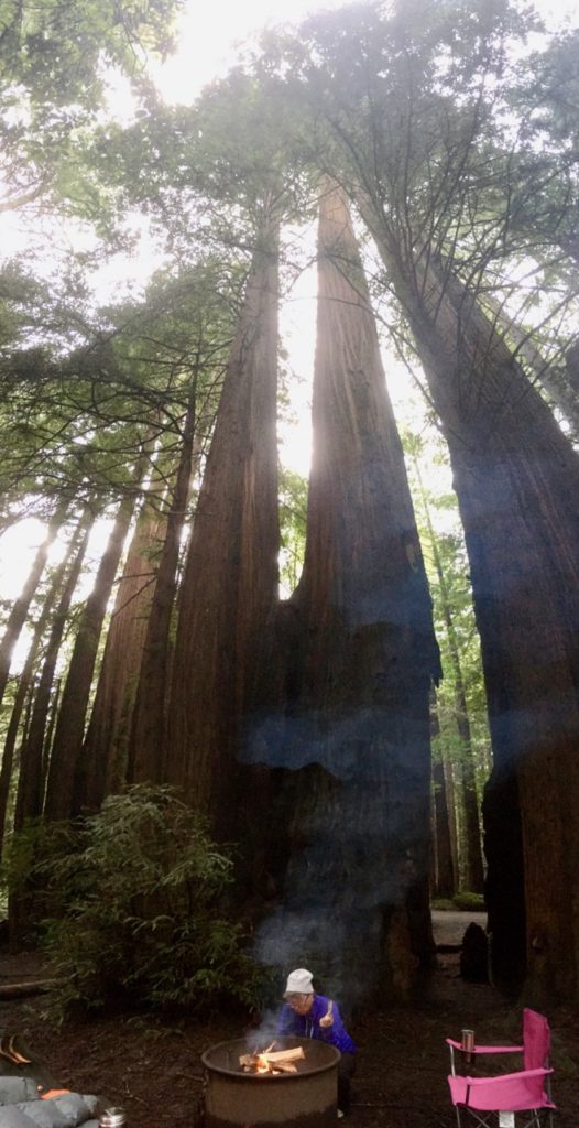 A panorama of a redwood tree with S building a fire before it.
