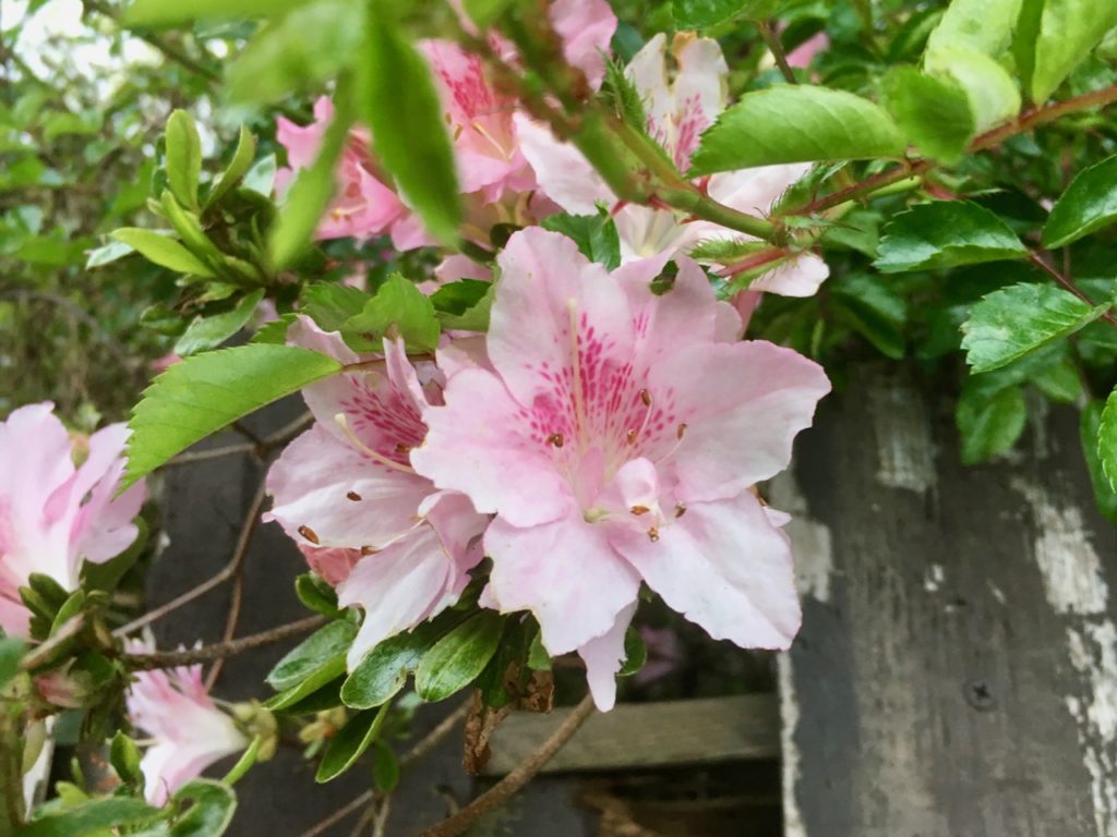 A pink flower, unknown variety