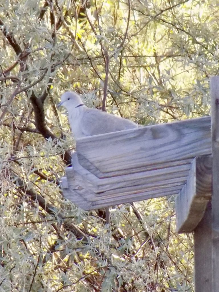 a bird hiding on a post