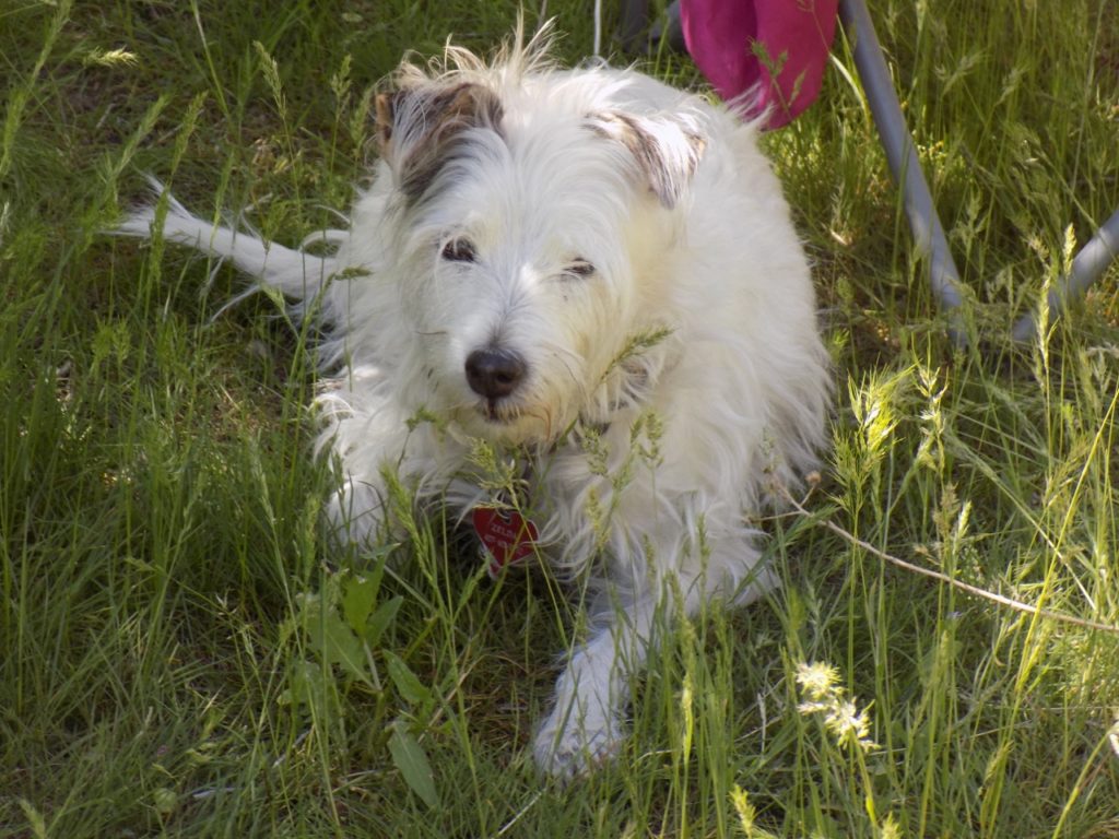 A white Jack Russell terrier sitting in the grass. 