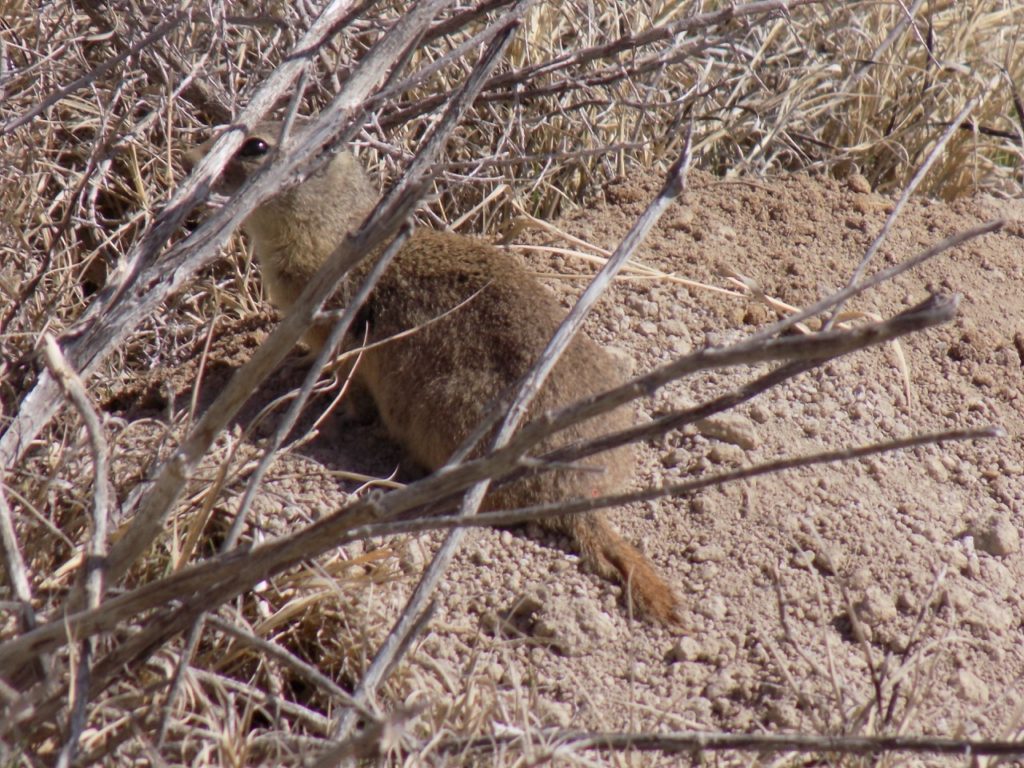 the same rodent, trying to disappear into the dirt that its fur blends with 