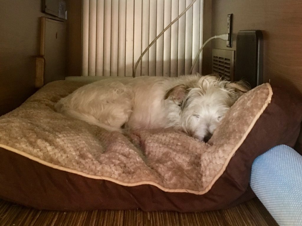 a white dog, curled up and sleeping, on a brown bed