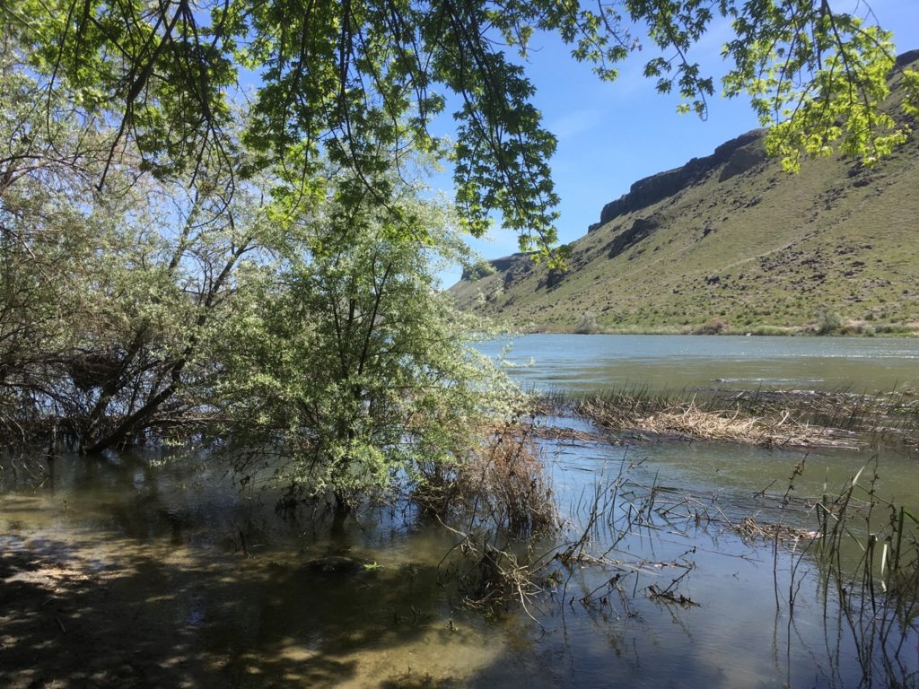 The Snake River, seen through trees