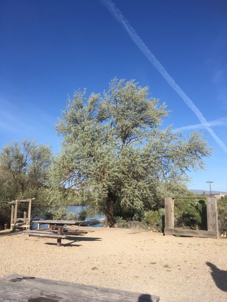 A picnic table on sandy ground with a view of the river and a beautiful desert tree. 