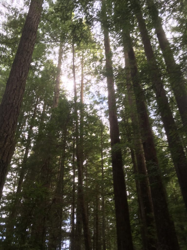 very tall trees with sunlight peering through them