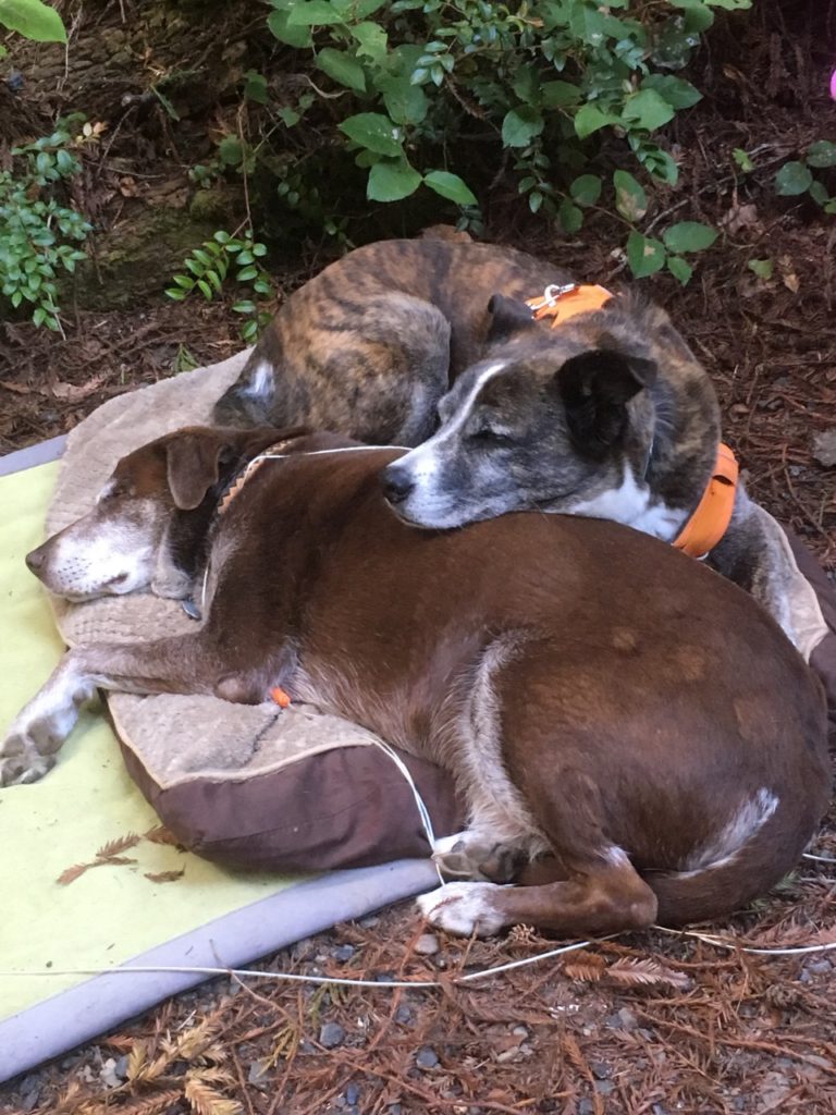 two dogs, curled up together