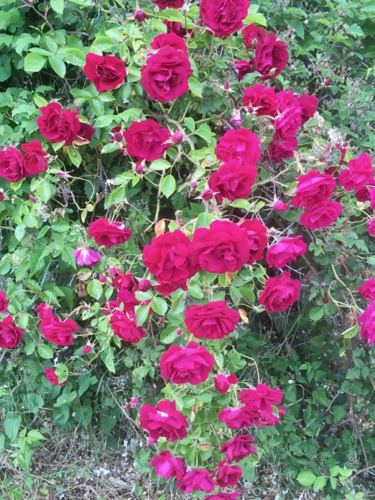 A bush of deep pink roses, looking wild and untamed