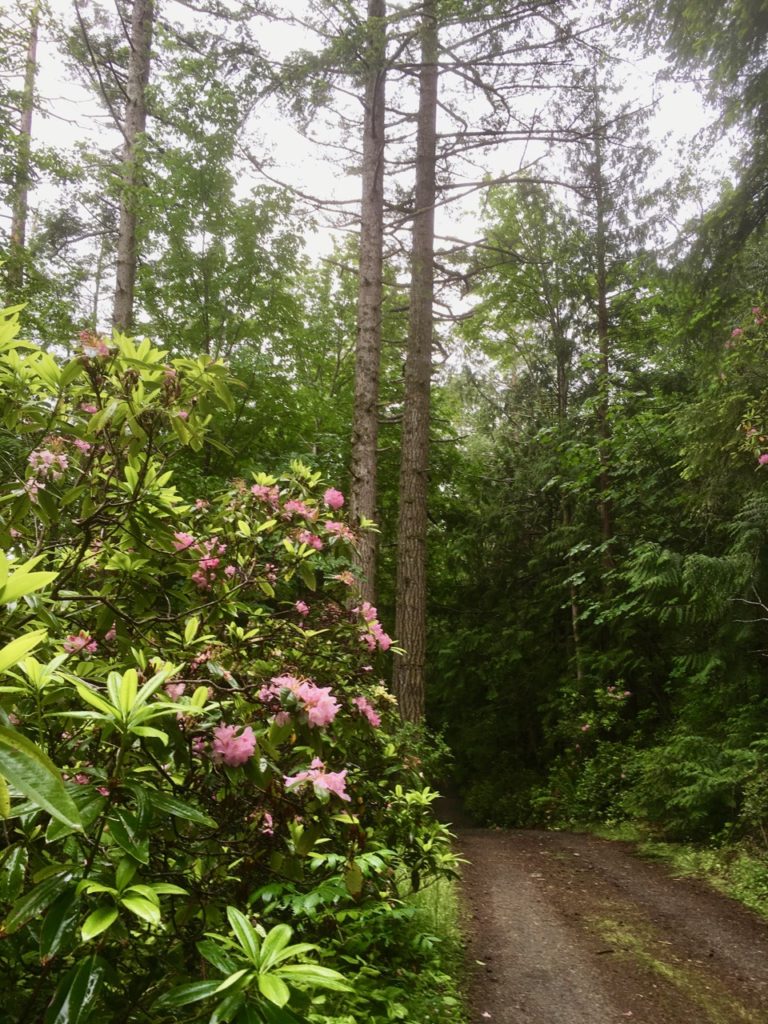 pink flowers next to a dirt road in a forest on an overcast gray day
