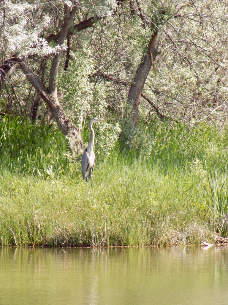 A heron by the side of a muddy stream