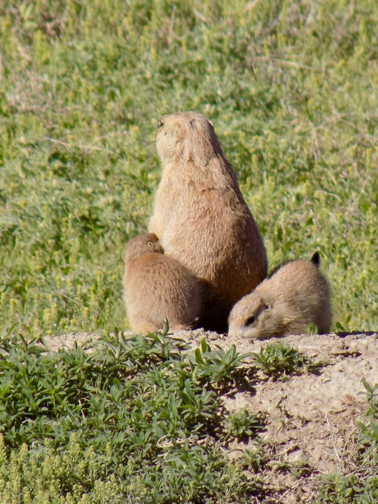 An adult prairie dog with two babies by her side. 