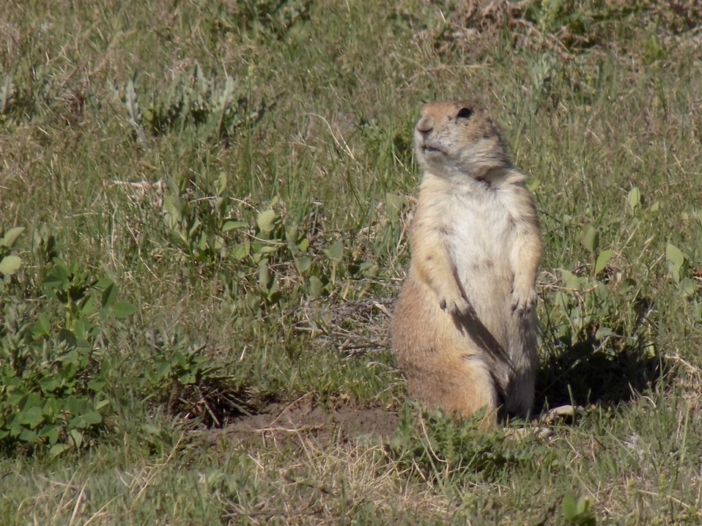 prairie dog, sitting up, looking alert