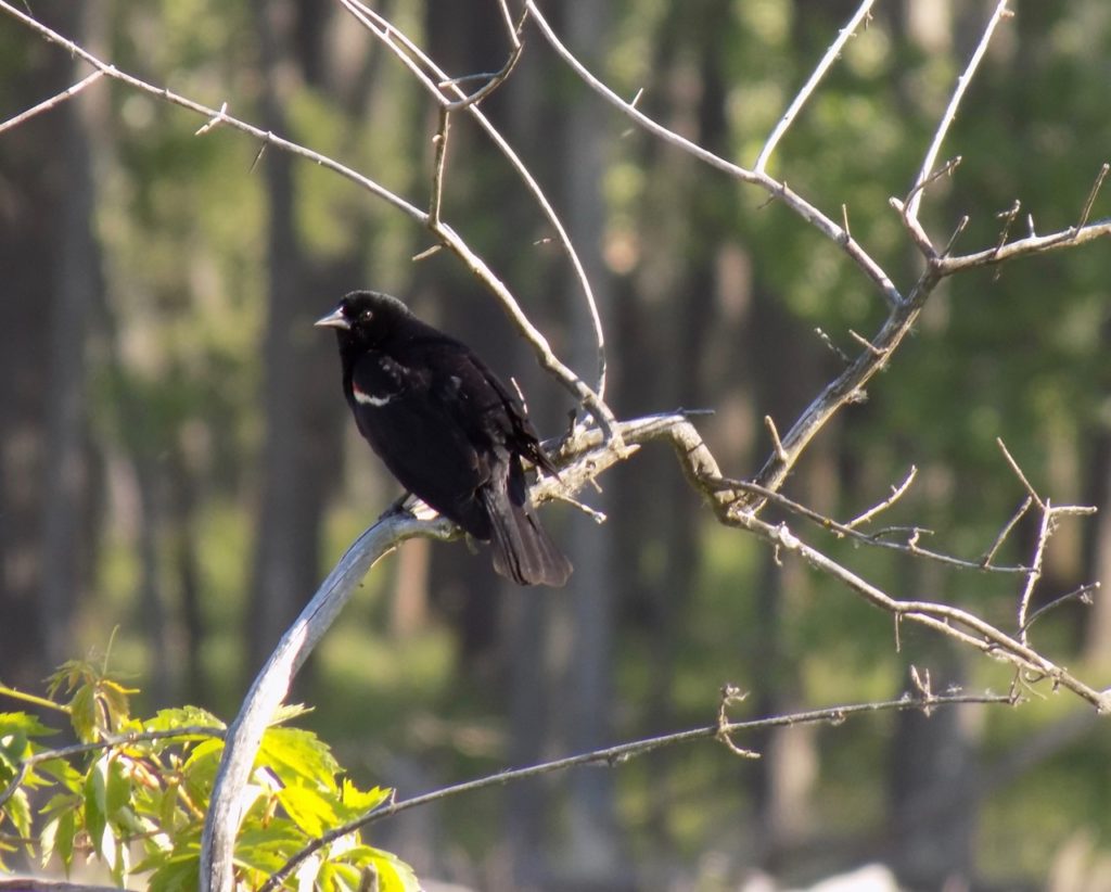 A small black bird sitting on a bare branch