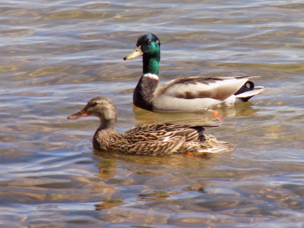 A pair of mallard ducks. 