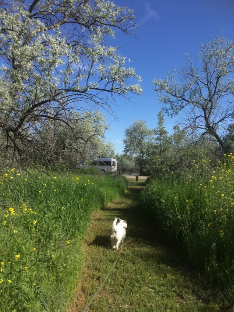 White dog walking on path through green weeds with yellow flowers, blue sky, and trees arching overhead