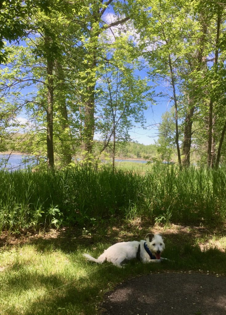 Trees, water, and a white dog sitting in the shade. 
