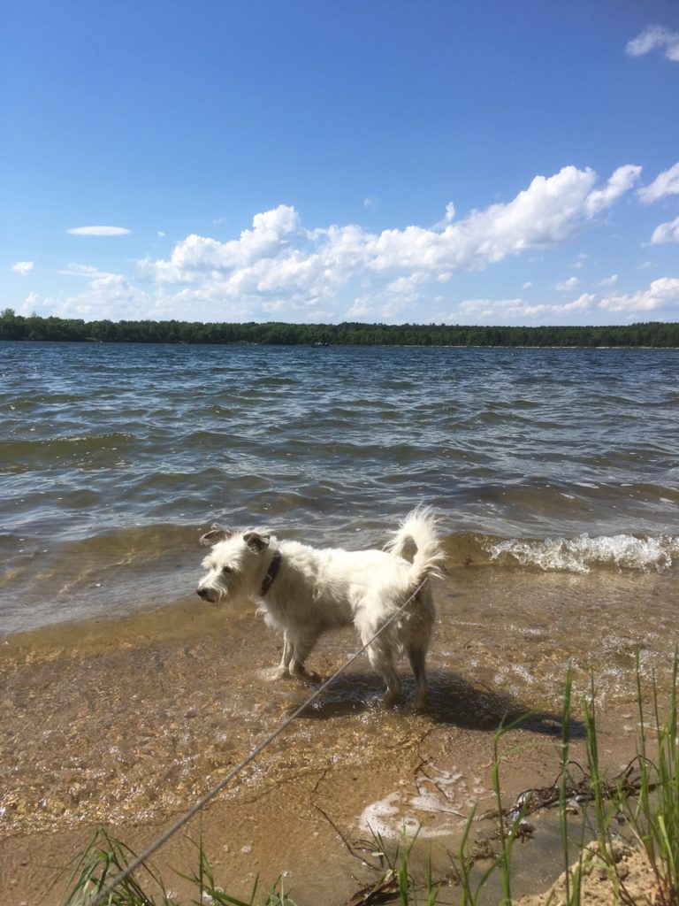 Fluffy white dog standing in water at the edge of a lake. 