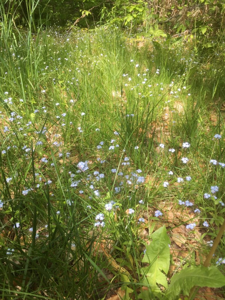 forget-me-nots in green grasses 