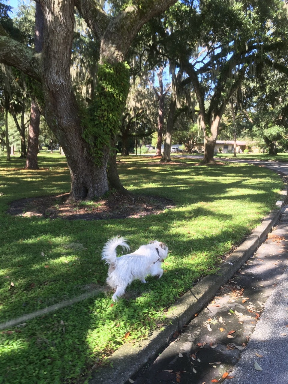 white dog walking on green grass in heavily treed park