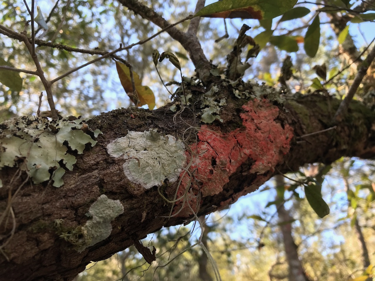 Pink and white lichen on a tree branch