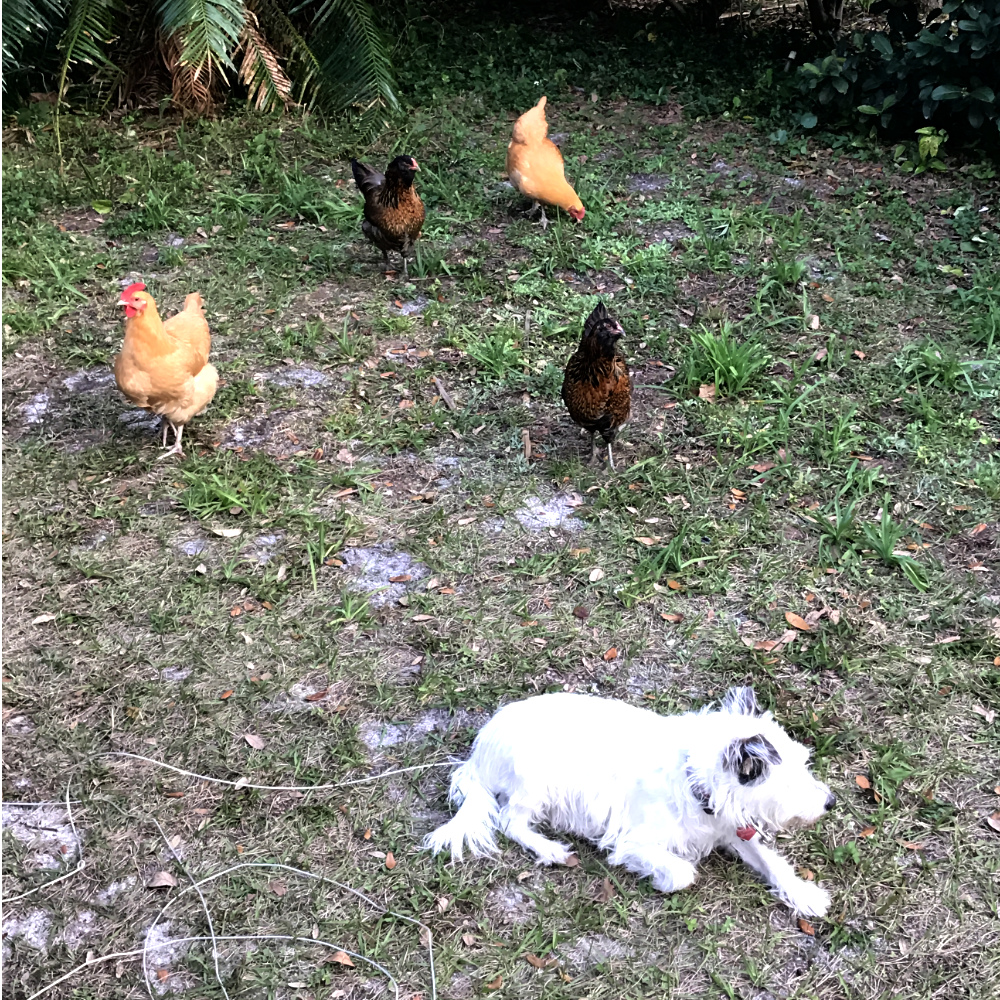 Zelda and four chickens