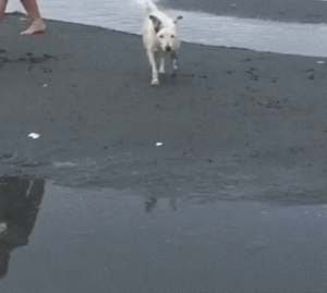 A white dog getting very muddy at a sandy beach