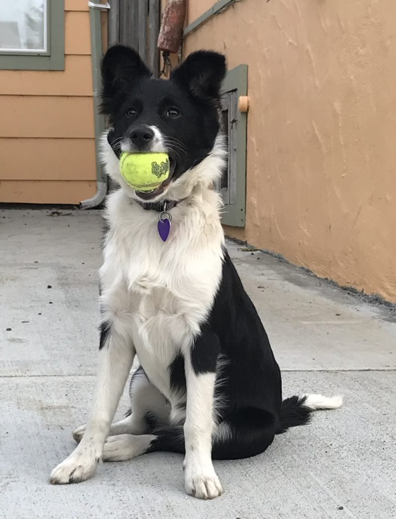 Sophie holding a tennis ball