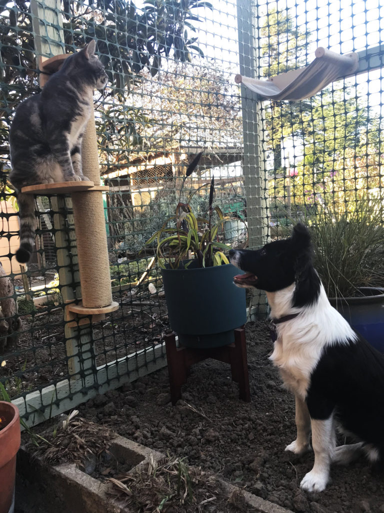 Olivia and Sophie in the catio