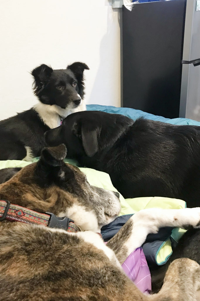 The three dogs lined up on the bed