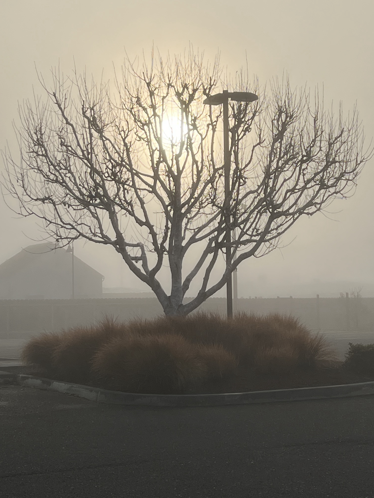 a tree in foggy light