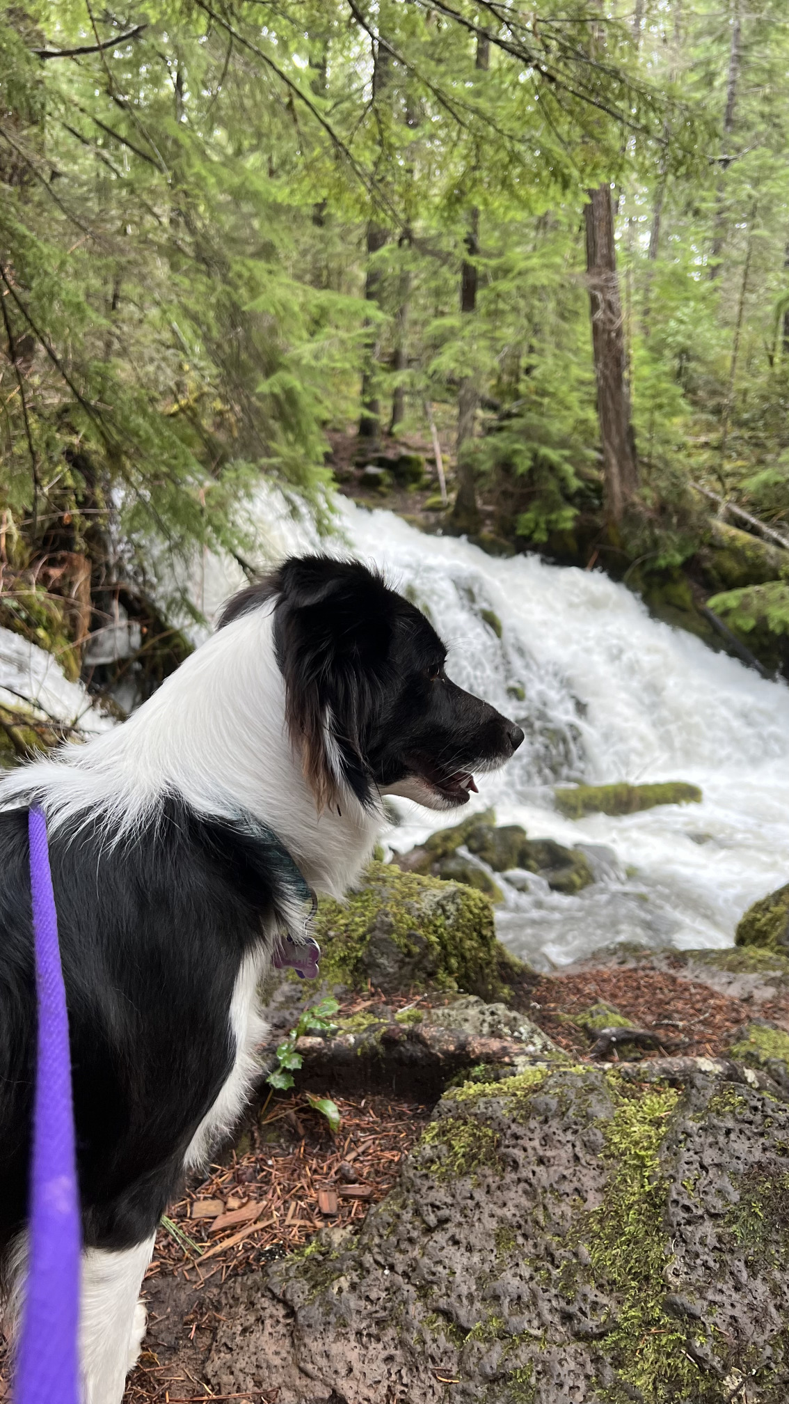 dog and small waterfall 
