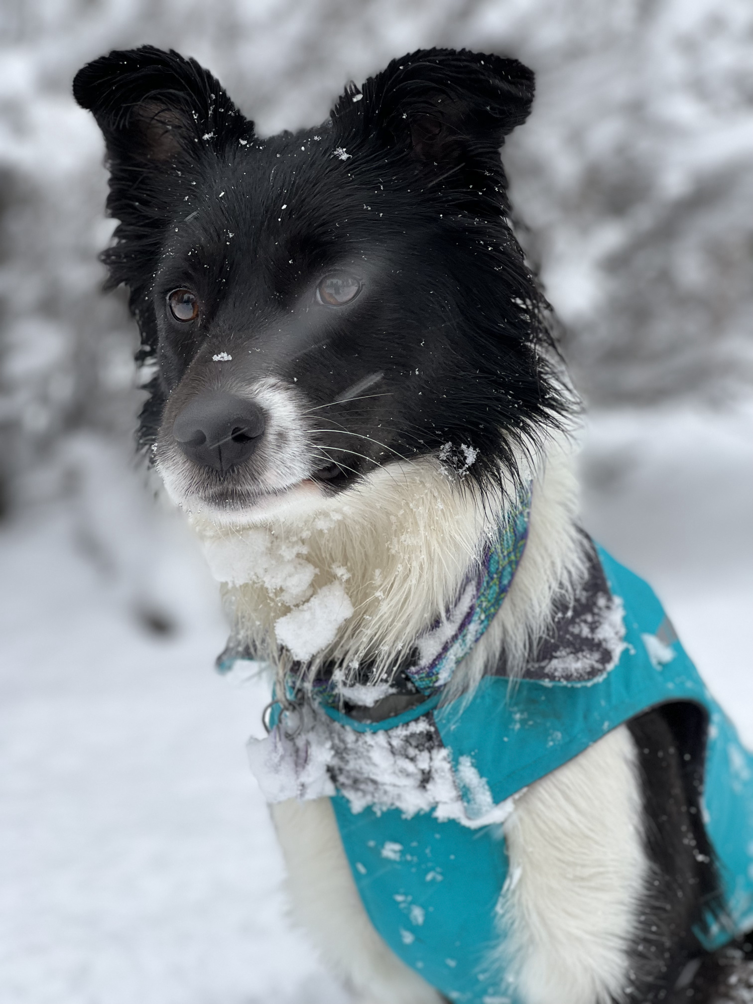 portrait of a snowy dog