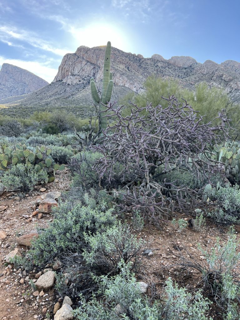 scenery in Arizona