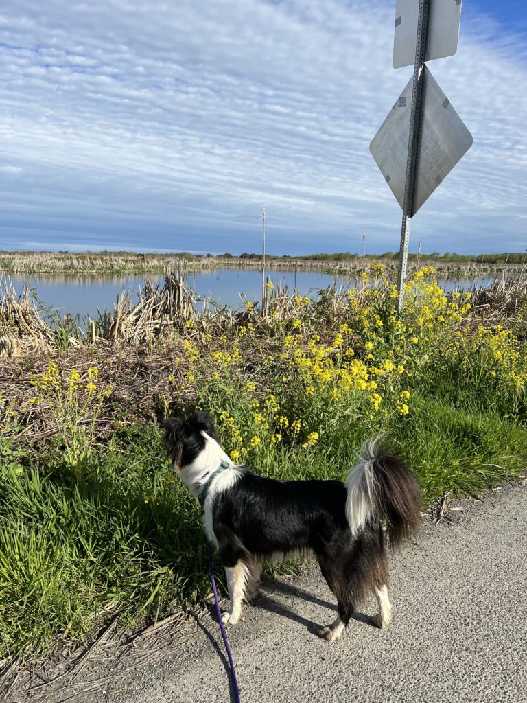 Sophie at the marsh
